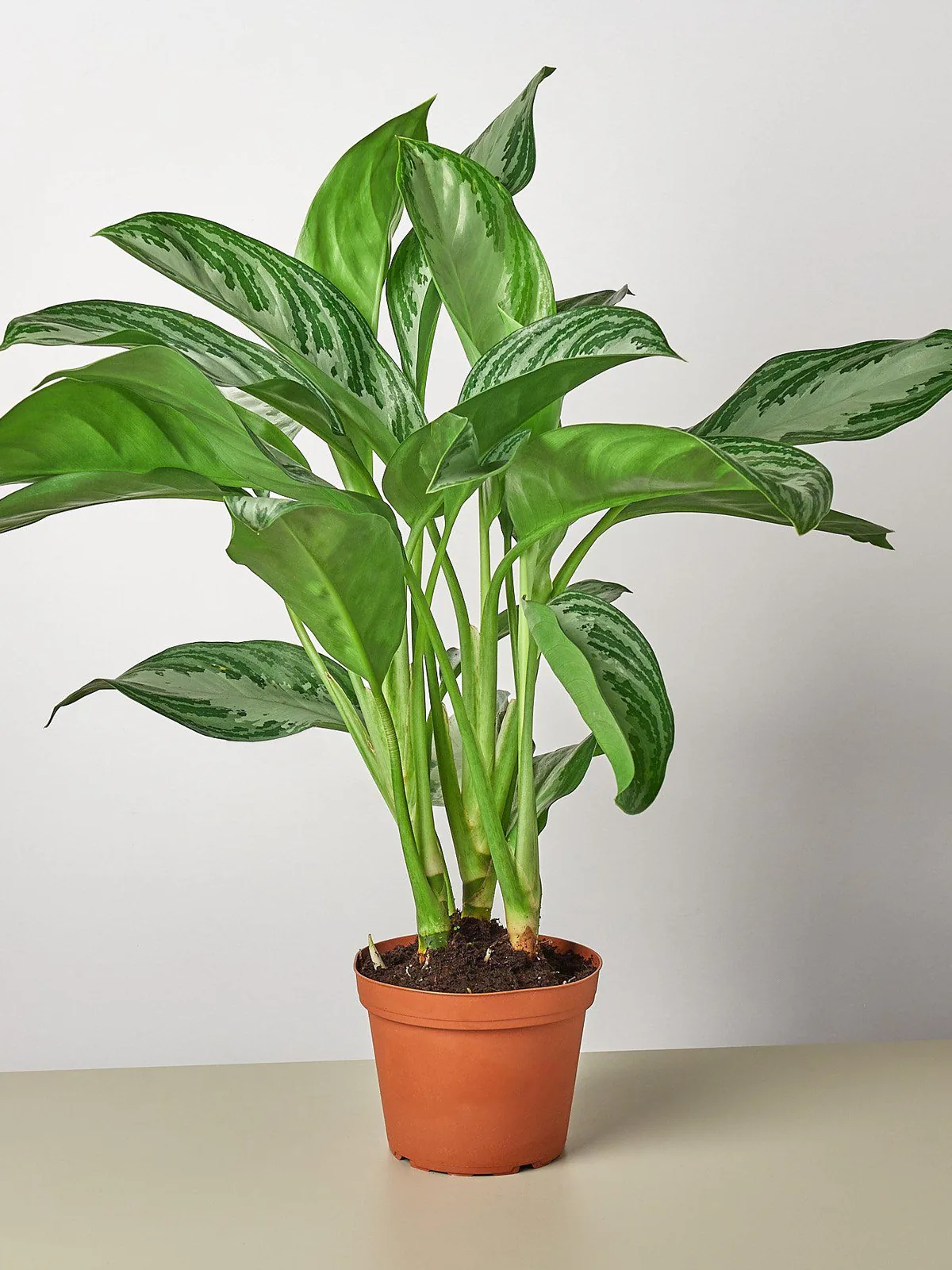 Chinese Evergreen 