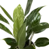 Chinese Evergreen 'Snow Cap' houseplant