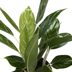 Chinese Evergreen 'Snow Cap' houseplant