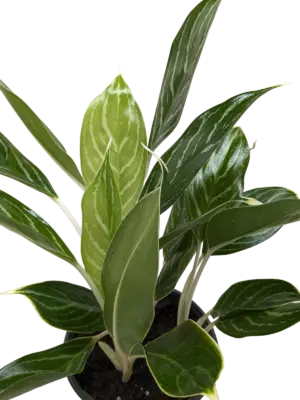 Chinese Evergreen 'Snow Cap' houseplant