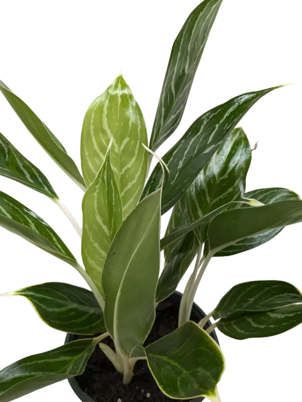 Chinese Evergreen 'Snow Cap' houseplant
