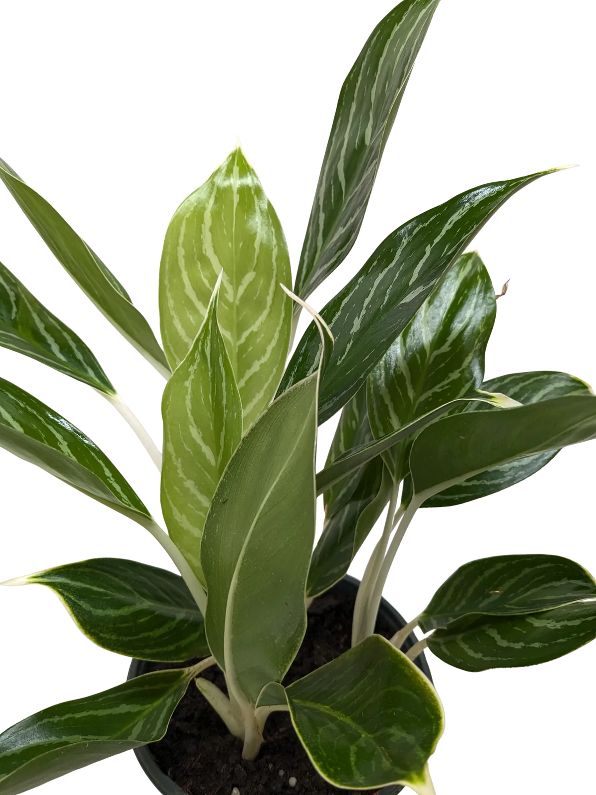 Chinese Evergreen 