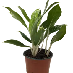 Chinese Evergreen 'Snow Cap' — isolated on white background