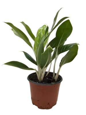 Chinese Evergreen 'Snow Cap' — isolated on white background