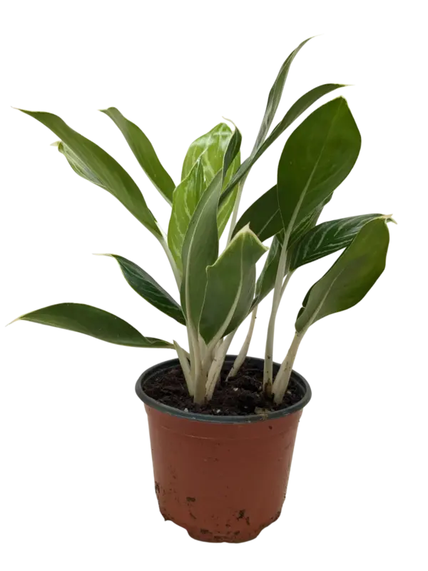 Chinese Evergreen 'Snow Cap' — isolated on white background