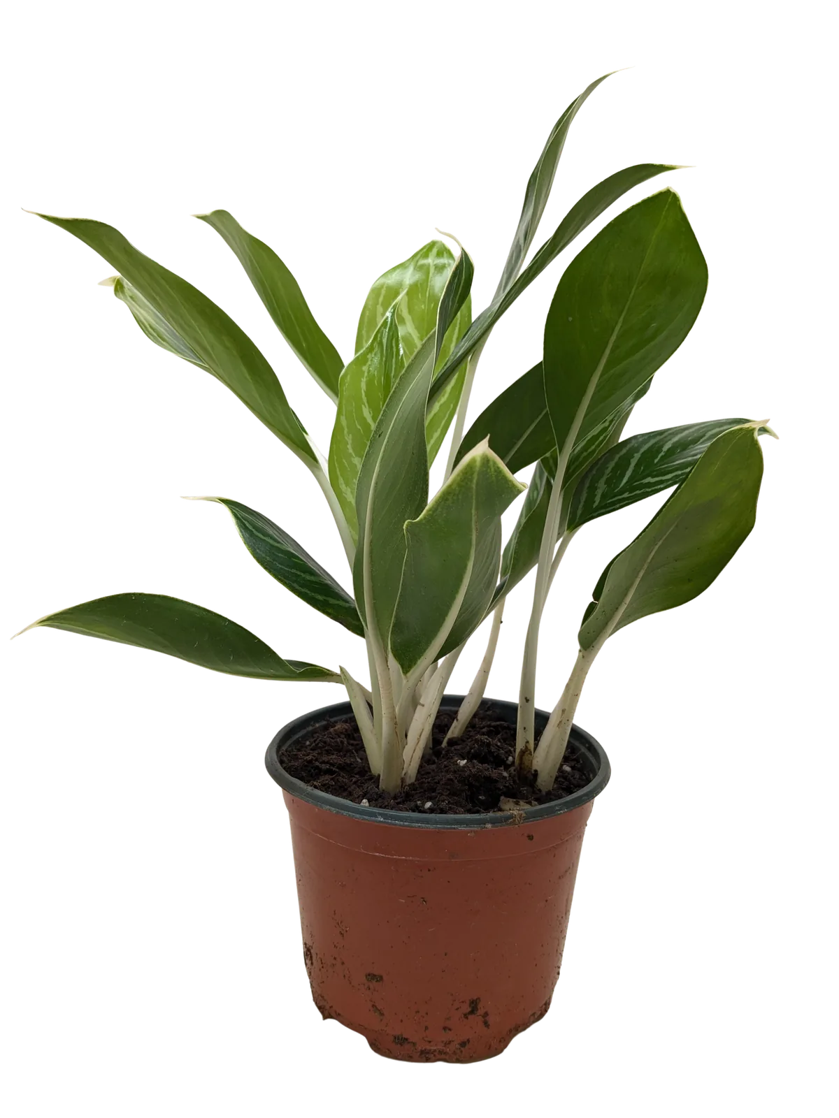 Chinese Evergreen 