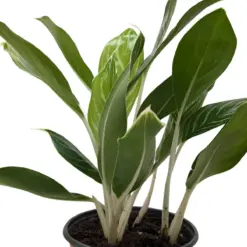 Chinese Evergreen 'Snow Cap' — square crop