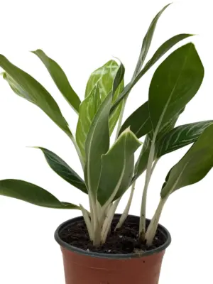 Chinese Evergreen 'Snow Cap' — square crop