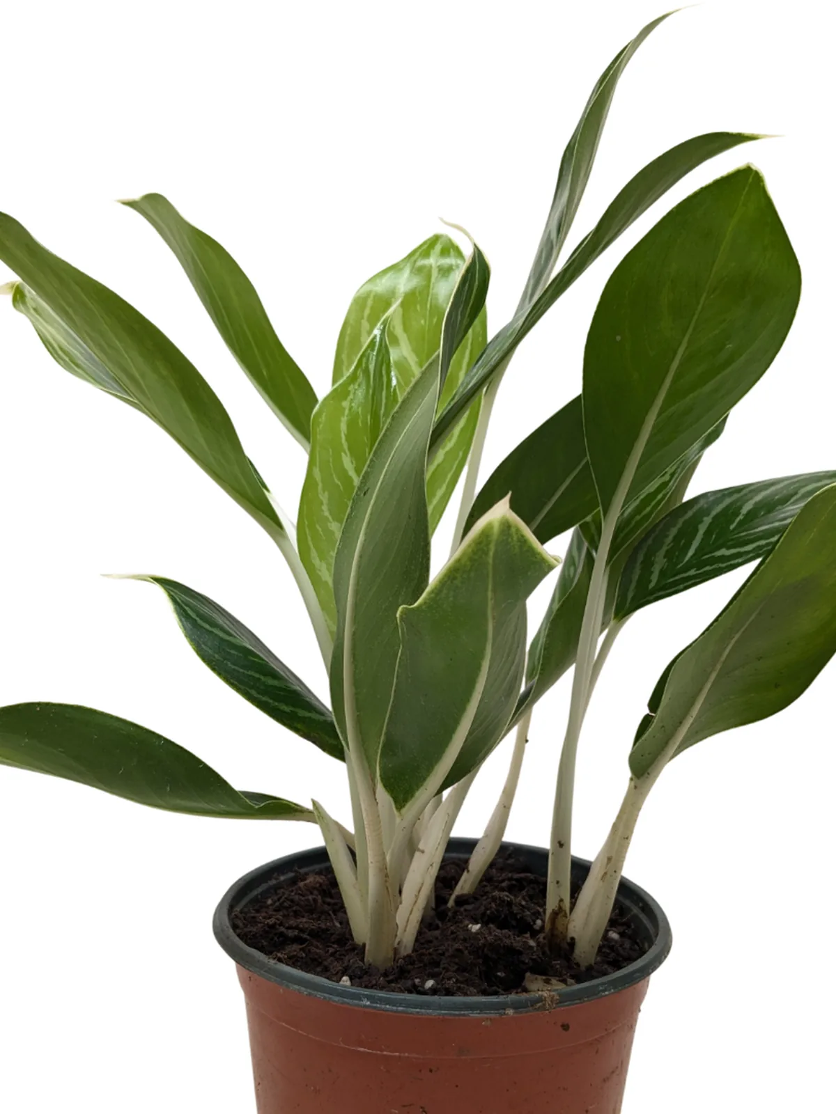 Chinese Evergreen 