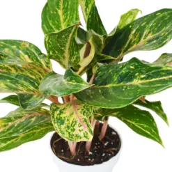 Chinese Evergreen 'Sparkling Sarah' houseplant