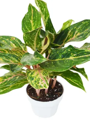 Chinese Evergreen 'Sparkling Sarah' houseplant