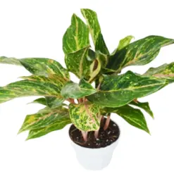 Chinese Evergreen 'Sparkling Sarah' — square crop