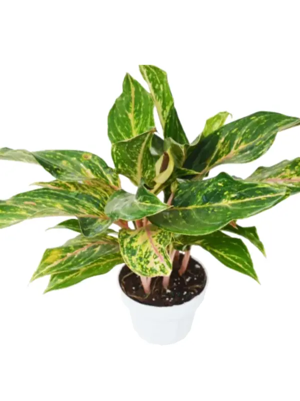 Chinese Evergreen 'Sparkling Sarah' — square crop