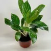 Chinese Evergreen 'White Stem' houseplant