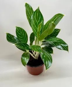 Chinese Evergreen 'White Stem' houseplant