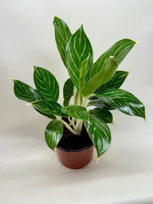 Chinese Evergreen 'White Stem' houseplant