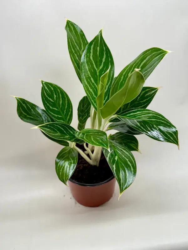 Chinese Evergreen 'White Stem' houseplant