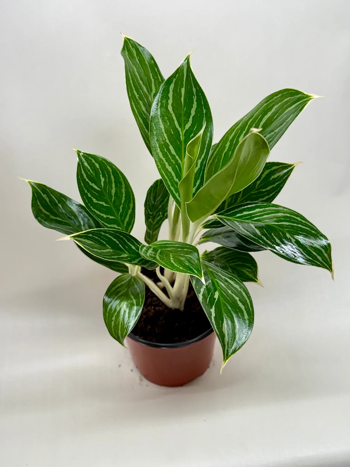 Chinese Evergreen 