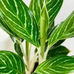 Chinese Evergreen 'White Stem' — additional view