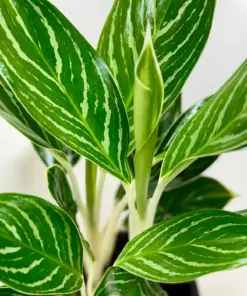 Chinese Evergreen 'White Stem' — additional view