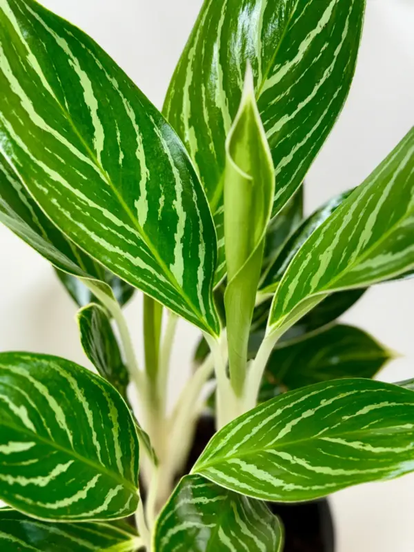 Chinese Evergreen 'White Stem' — additional view