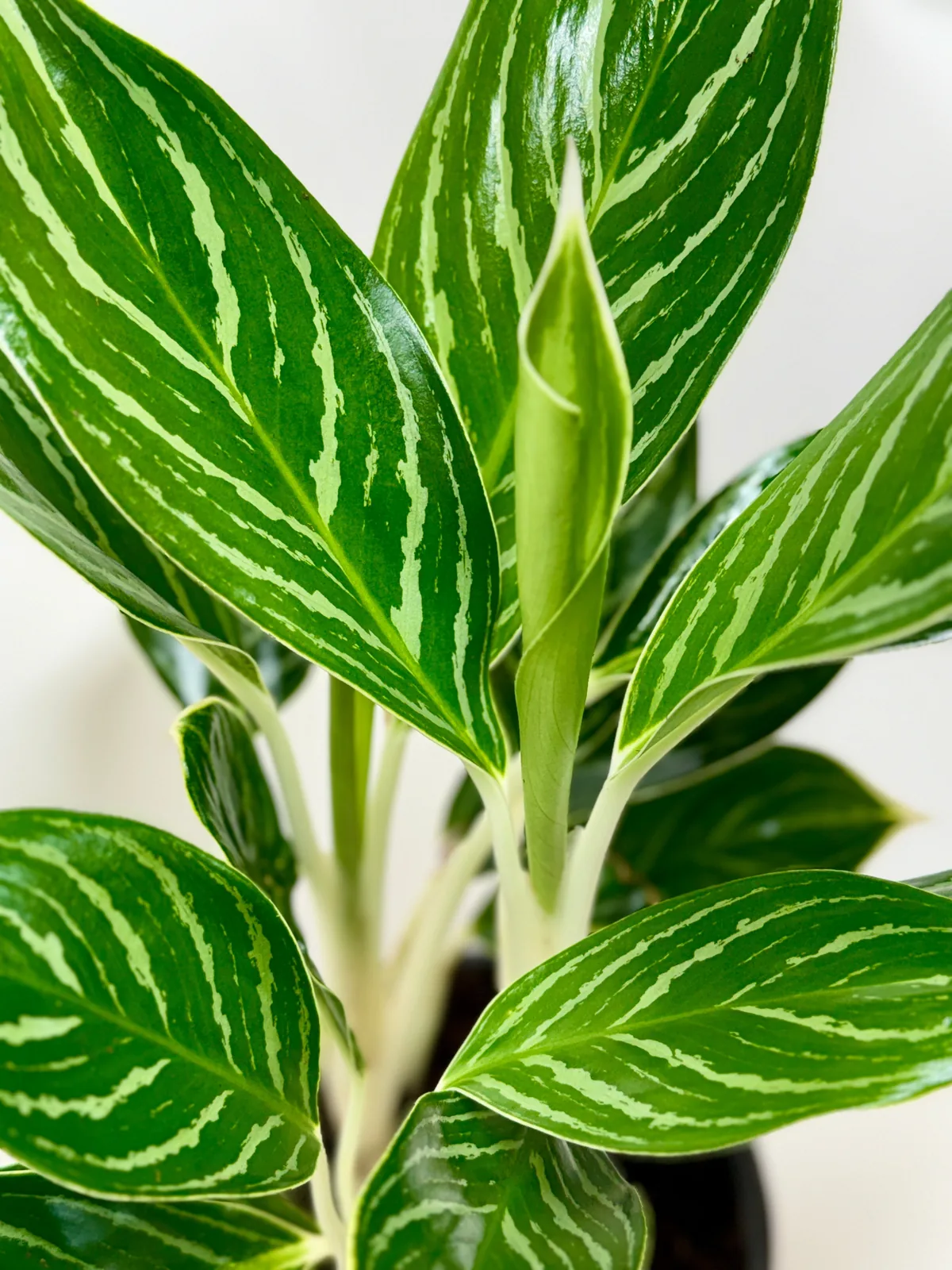 Chinese Evergreen 