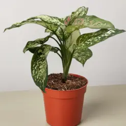 Chinese Evergreen 'Wishes' houseplant