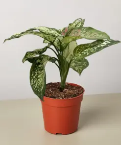Chinese Evergreen 'Wishes' houseplant
