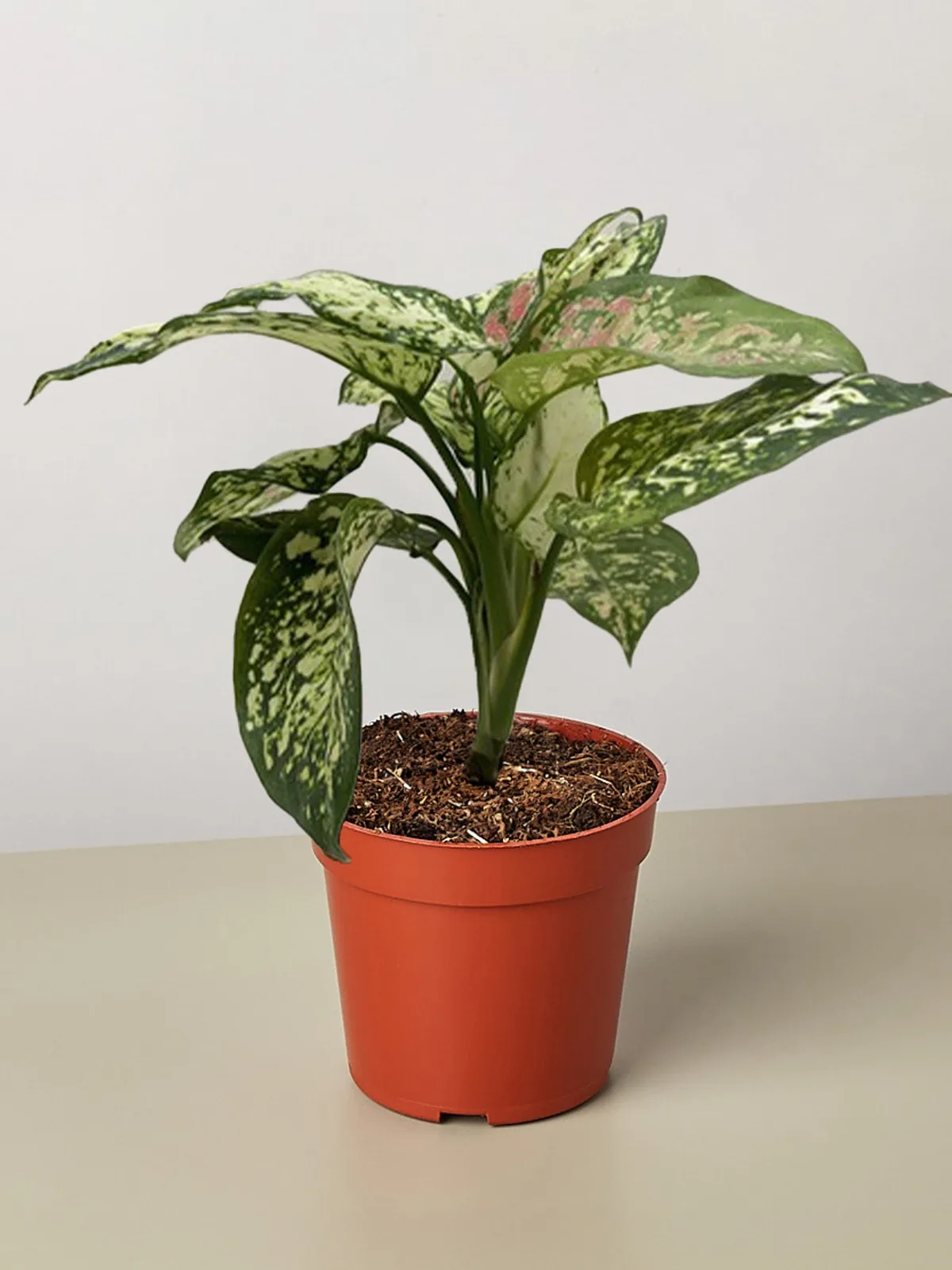 Chinese Evergreen 