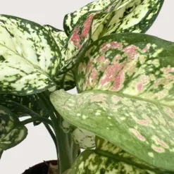 Chinese Evergreen 'Wishes' — additional view