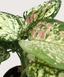 Chinese Evergreen 'Wishes' — additional view