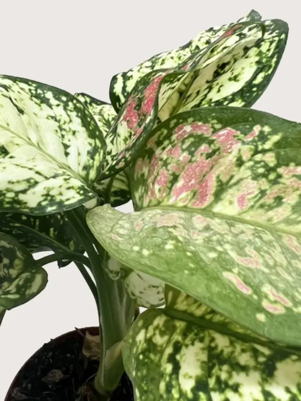 Chinese Evergreen 'Wishes' — additional view