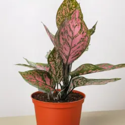 Chinese Evergreen 'Wishes' — additional view