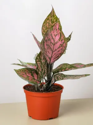 Chinese Evergreen 'Wishes' — additional view
