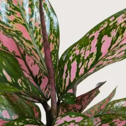 Chinese Evergreen 'Wishes' — additional view