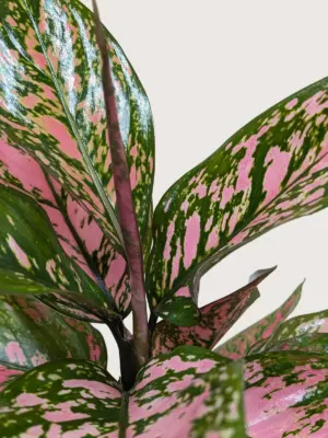 Chinese Evergreen 'Wishes' — additional view