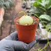 Climbing Onion houseplant