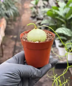 Climbing Onion houseplant