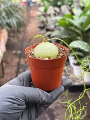 Climbing Onion houseplant