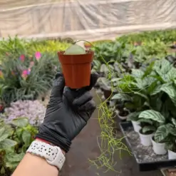 Climbing Onion — additional view