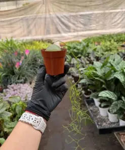Climbing Onion — additional view