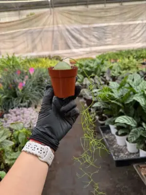 Climbing Onion — additional view