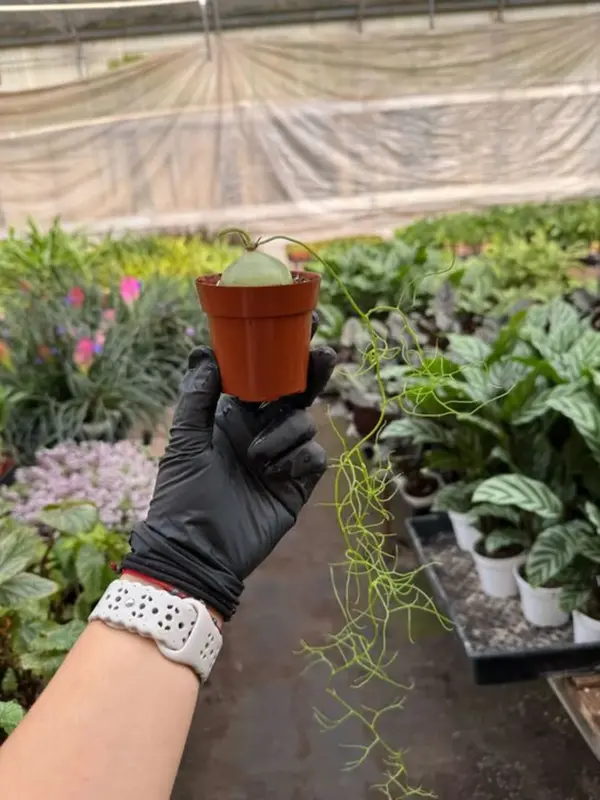 Climbing Onion — additional view