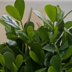 Clusia 'Princess' (Autograph Plant)