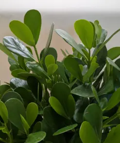 Clusia 'Princess' (Autograph Plant)