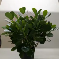 Clusia 'Princess' (Autograph Plant) — additional view