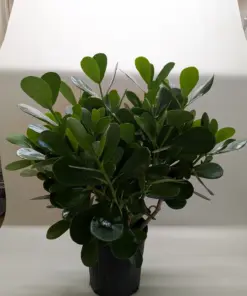 Clusia 'Princess' (Autograph Plant) — additional view