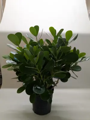 Clusia 'Princess' (Autograph Plant) — additional view