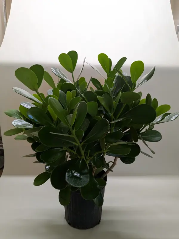 Clusia 'Princess' (Autograph Plant) — additional view