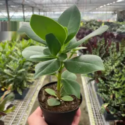 Clusia 'Princess' (Autograph Plant) — additional view